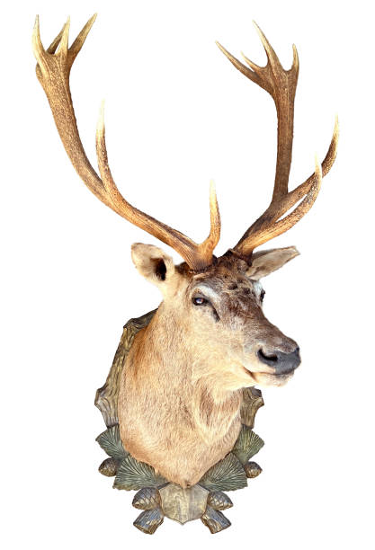 Stuffed red deer, stag head with antlers (Cervus elaphus) on a wooden plate isolated on white background. stock photo