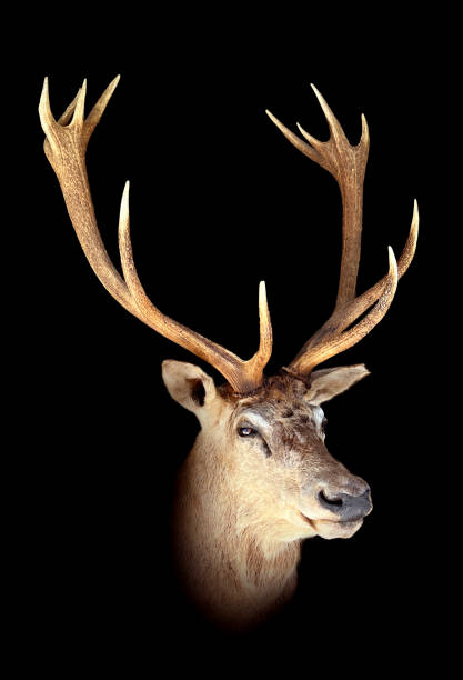 Stuffed red deer, stag head with antlers (Cervus elaphus), isolated on  black background. stock photo