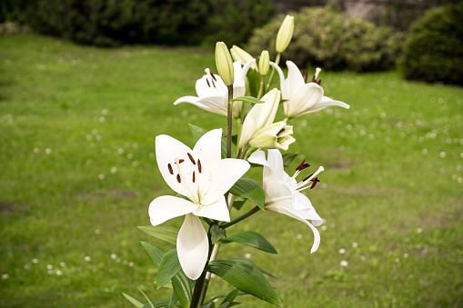 White lily flowers in the garden. Russia