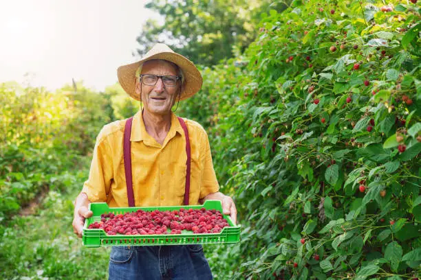 Portrait of a senior farmer berry-picking raspberries.