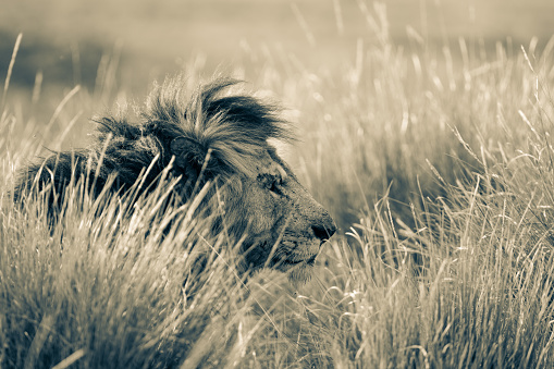 Adult male lion emerging from the long grass, taken in Masai Mara National Reserve, Kenya.