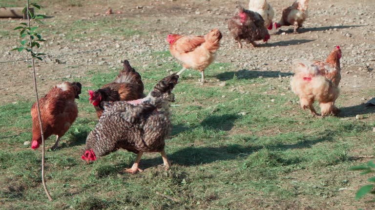 Domestic chickens graze in the backyard of a rural house.