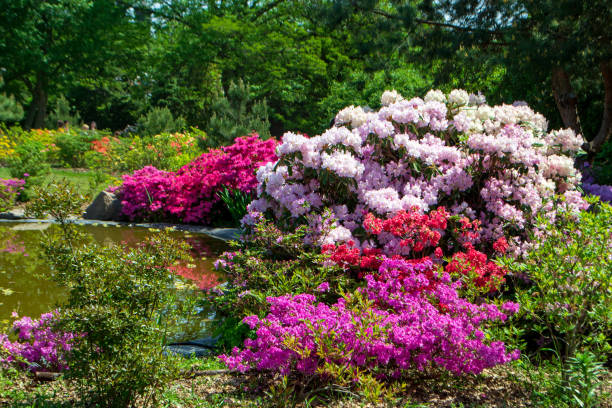 istock Rhododendron bushes near the pond 1569047535
