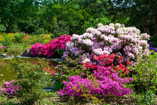 Rhododendron blossoms close up. Nature floral background. Purple Azalea flowers in spring. Seasonal spring wallpaper.