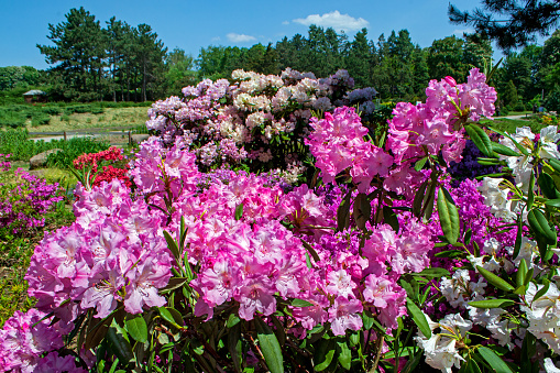 Rhododendron bushes in the botanical garden