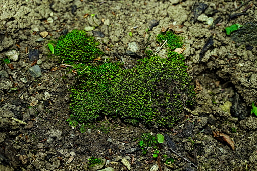 Moss close-up and macro 1:1 magnification, above 4K image