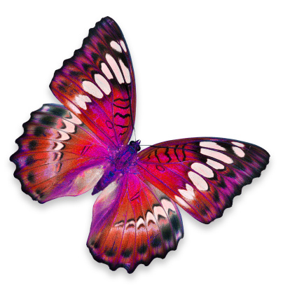 Red Butterfly on white background