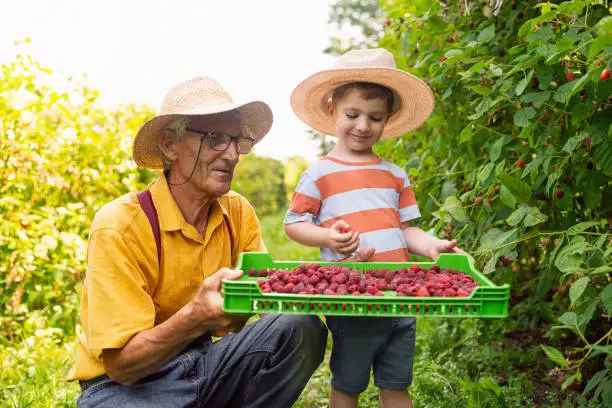 Little boy and his grandfather berry-picking raspberries.