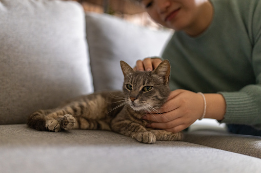 Young Chinese woman petting her pet cat in the living room of her house