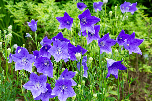Summer chinese bellflowers have refreshing colors and shapes.