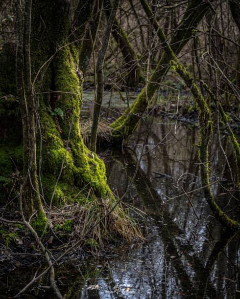 A lush green mossy tree beside a calm and tranquil stream