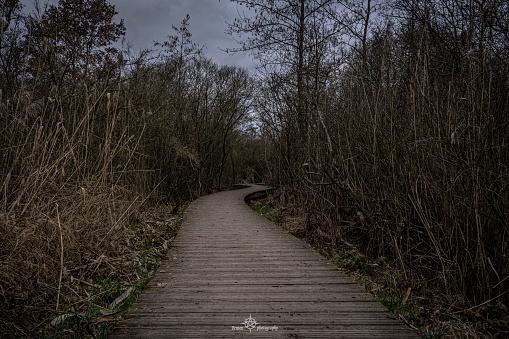 A wooden boardwalk meandering through a marshy area with tall trees