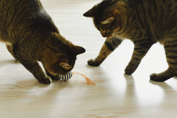Two cats play ball in the apartment stock photo