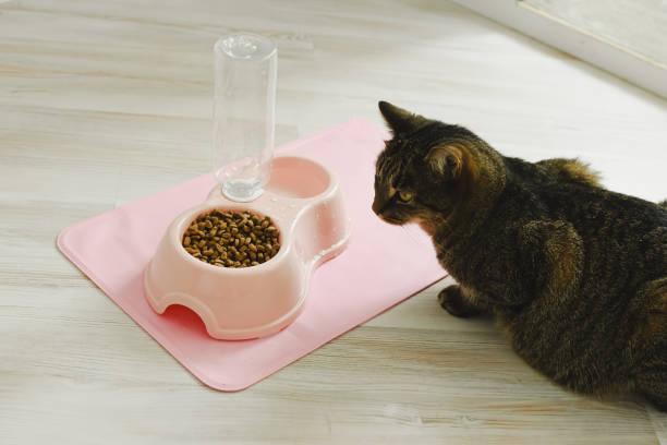 Cat sits near a bowl with dry food and water. Domestic cat food concept stock photo