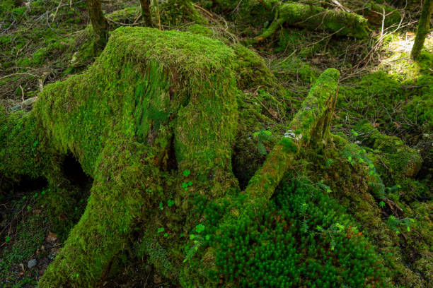 istock Beautiful Japanese highland forest moss scenery. 1569093647