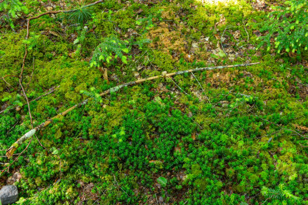 istock Beautiful Japanese highland forest moss scenery. 1569094203