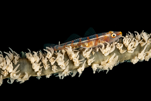 Whip Coral or Wire Coral Goby Bryaninops yongei occurs in the tropical Indo-Pacific, usually in pairs on Wire Coral Cirripathes anguina in a depth range from 3-45m, length 3.5cm. The body of this fish species is translucent, so the vertebral column is completely visible. length 3.5cm. Cirripathes anguina is found along current-swept drop-offs or backreefs. \nTriton Bay, Kaimana Regency, Indonesia 3°57'4.9417 S 134°8'1.0322 E at 21m depth