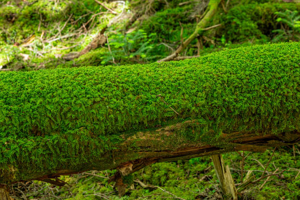 istock Beautiful moss growing naturally on a fallen tree. 1569097973