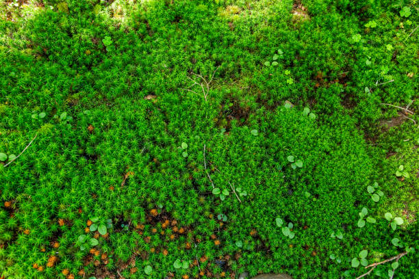 istock Beautiful Japanese highland forest moss scenery. 1569098516