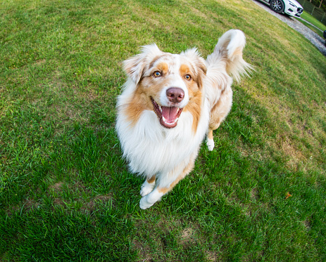 Happy dog walking on green grass