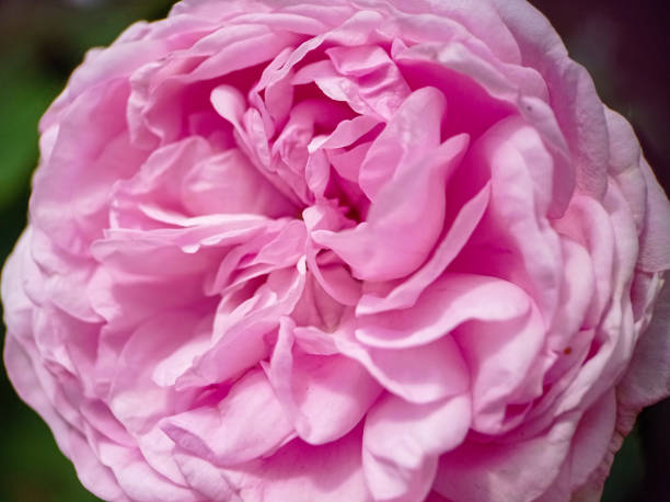 istock Beautiful pink blooming rose close up macro view 1569102699