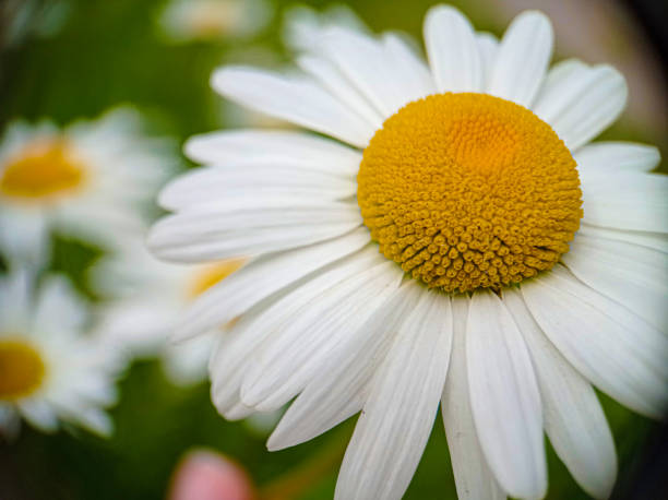 istock Close up blossoming camomile white flower macro 1569102723