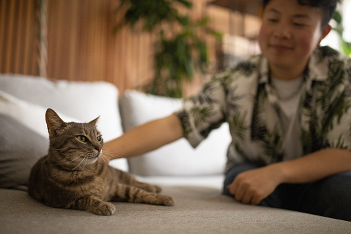 Young Chinese man petting a cat in the living room of a house