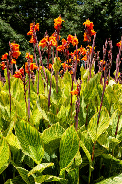 istock Beautiful variegated canna that blooms in summer. 1569104947