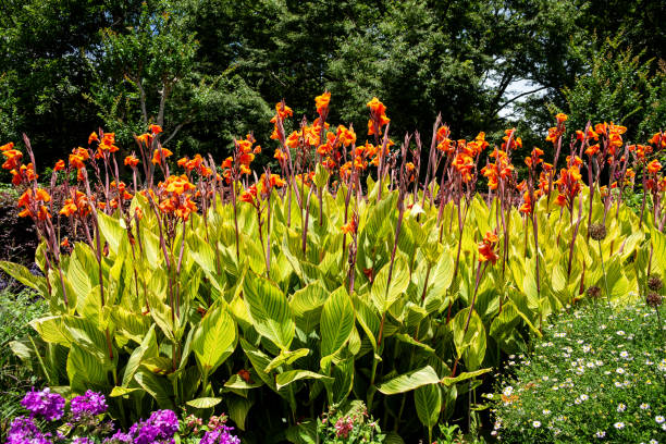 istock Beautiful variegated canna that blooms in summer. 1569105483