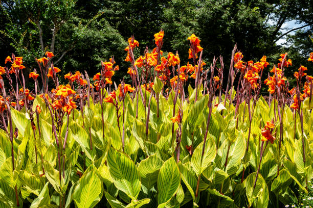 istock Beautiful variegated canna that blooms in summer. 1569105503