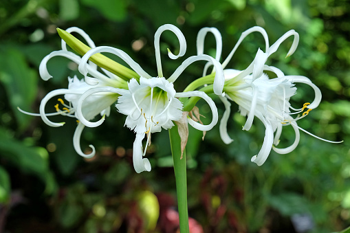 White Hymenocallis spider lily 'Zwanenburg' in flower.