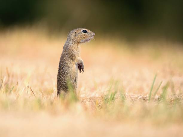 istock European ground squirrel in the maedow 1569126942