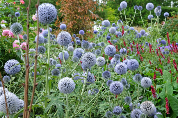 istock Echinops 'Taplow Blue' globe thistle in flower 1569129136