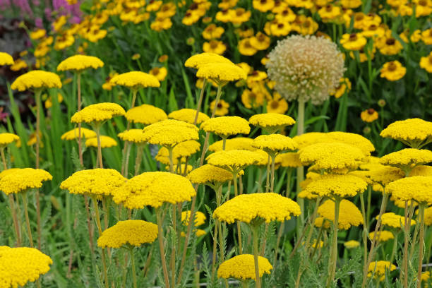 Achillea, or Golden Yarrow, in flower. Achillea, or Golden Yarrow, in flower. fernleaf yarrow in garden stock pictures, royalty-free photos & images