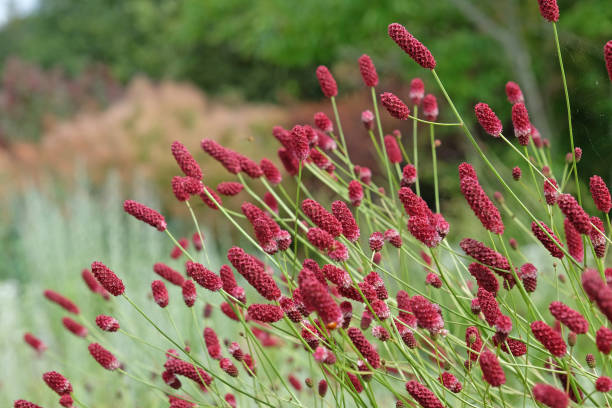 istock Red Great Burnet in flower. 1569131930