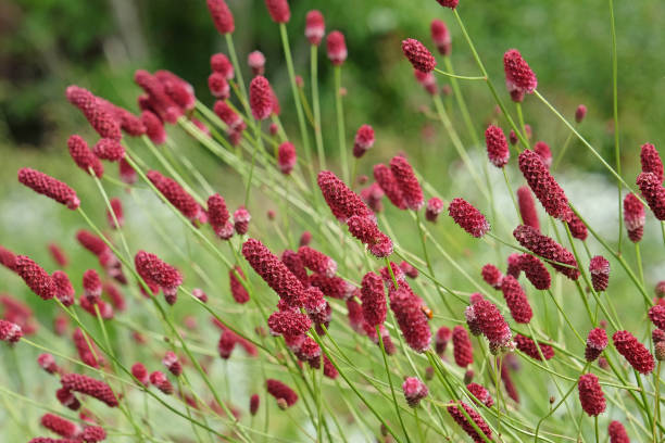 istock Red Great Burnet in flower. 1569132455