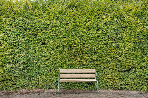 Park bench in front of a large and lush green hedge