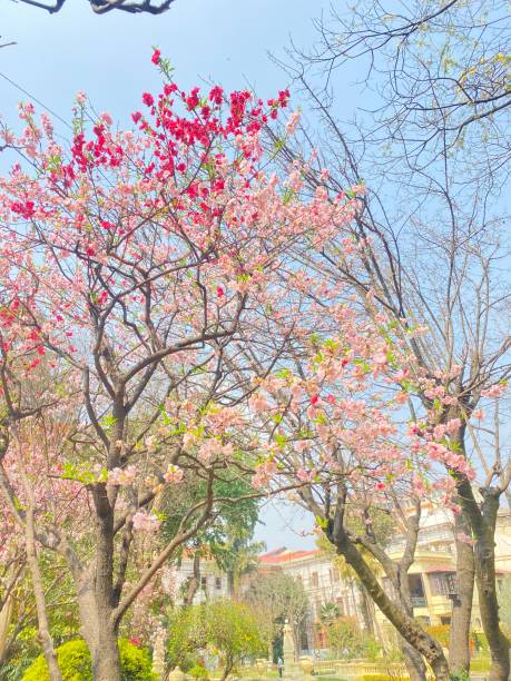 istock Kathmandu Spring and flower blossom 1569142054
