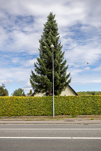 Værløse, Copenhagen, Denmark - July 19th 2023: Residential house behind a hedge and a large tree, it is normal in Danish suburbs to have hedges round the house and garden to protect the privacy of the residents