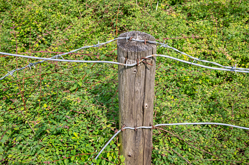 Fence posts on the edge of a field in July.