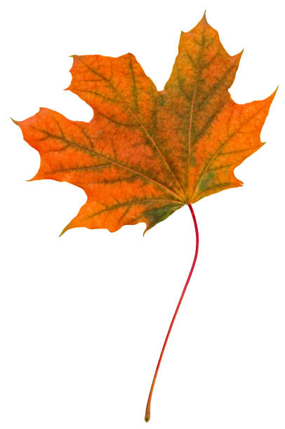 istock Yellow-green maple leaf. Isolated on a white, transparent background. 1569154395