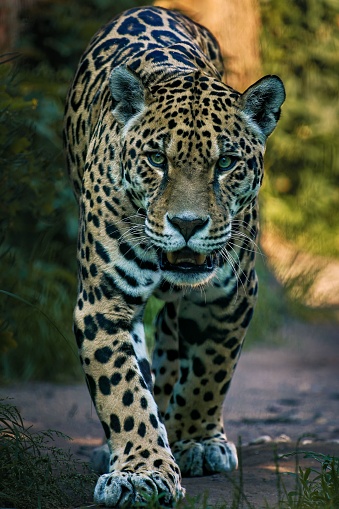 A majestic jaguar walking towards the camera.