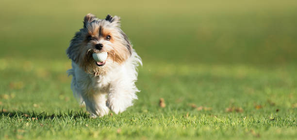 istock Biewer Yorkshire Terrier running in grass and in mouth has golf ball 1569170512