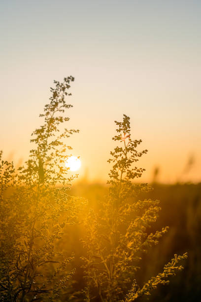 istock Warm sunset through the grass in late summer 1569172725