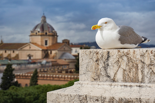 Seagull in Rome, Italy.