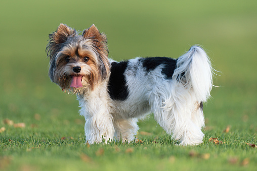 Portrait of Biewer terrier with her tongue out in the grass. Portrait of Biewer Yorkshire Terrier in the park
