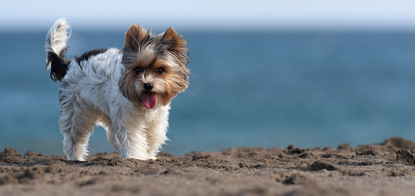 Cute Biewer Yorkshire Terrier puppy on the beach, sandy beach near wavy sea