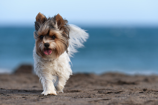 Cute Biewer Yorkshire Terrier puppy on the beach