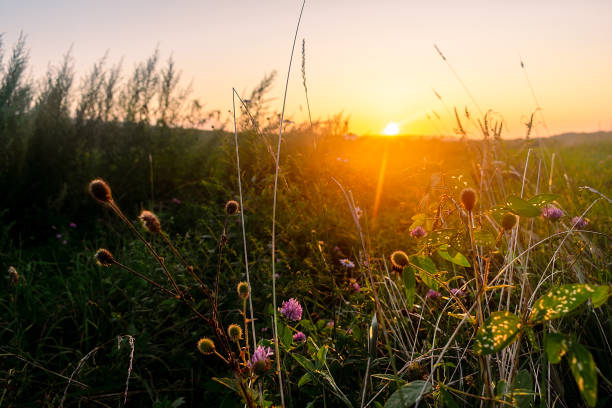 istock Sunset rays through wild flowers, clover and grass. 1569178646