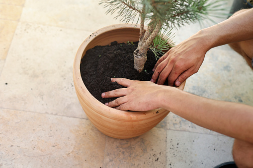 Unrecognizable male planting a coniferous plant in a pot.